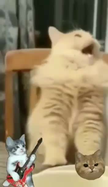 Video Remix. Cat Says Ahhhh.