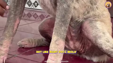 Molly's Incredible Transformation