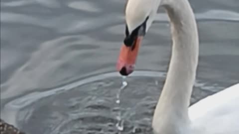 Swans kissena