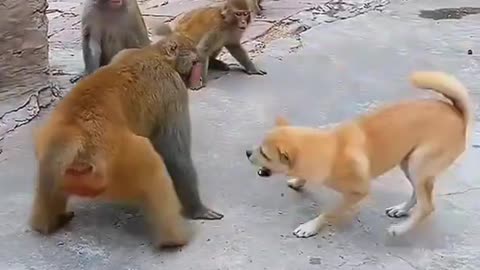 Dog and monkey funny videos 🤣🤣|| Try not to laugh||