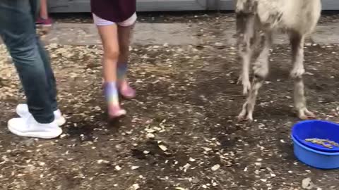 Kids + Alpacas = fun times