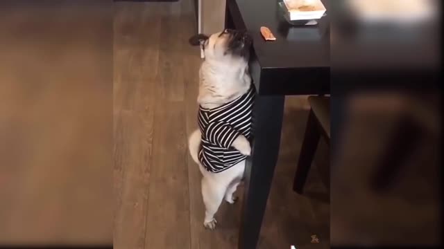 cute and funny baby dogs puppies20
