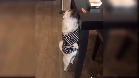 cute and funny baby dogs puppies20