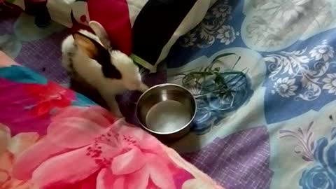 Rabbit play on bed