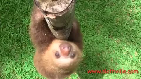 Super cute sloth squeak!