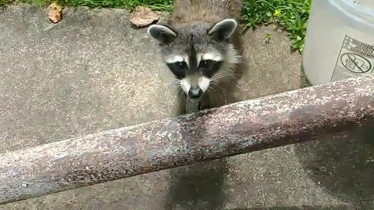 The raccoon took the food from my hand and enjoyed the hotdog 🌭