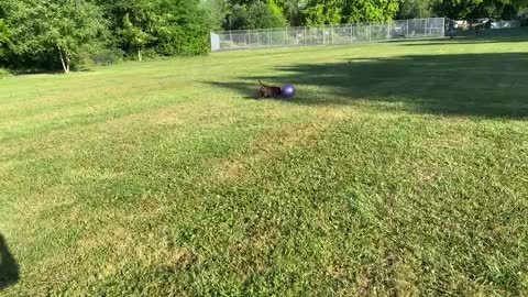 Soda the snorting Staffy pusher her ball