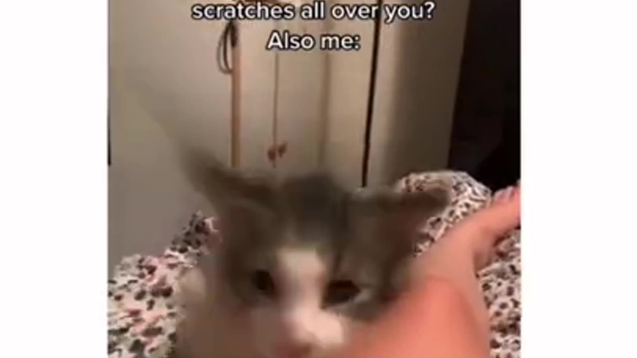 Funny And Cute Animals Short #99