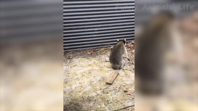 Best Funny Animals Videos Of The 2021