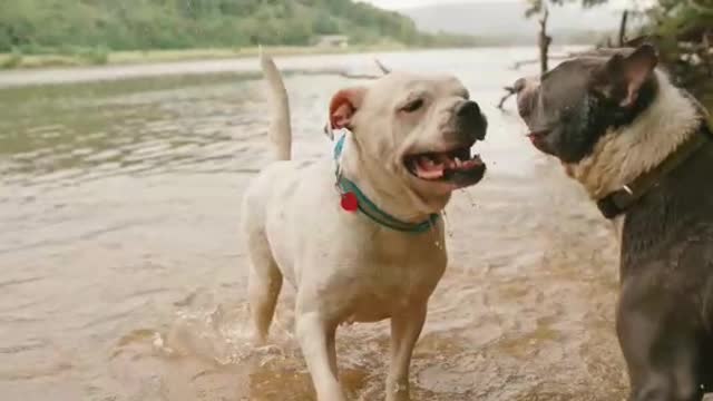 Two dog play water