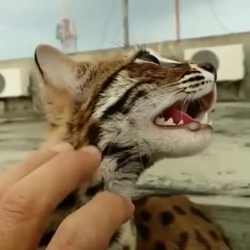 The Ocelot cat loves scratch and rubs too