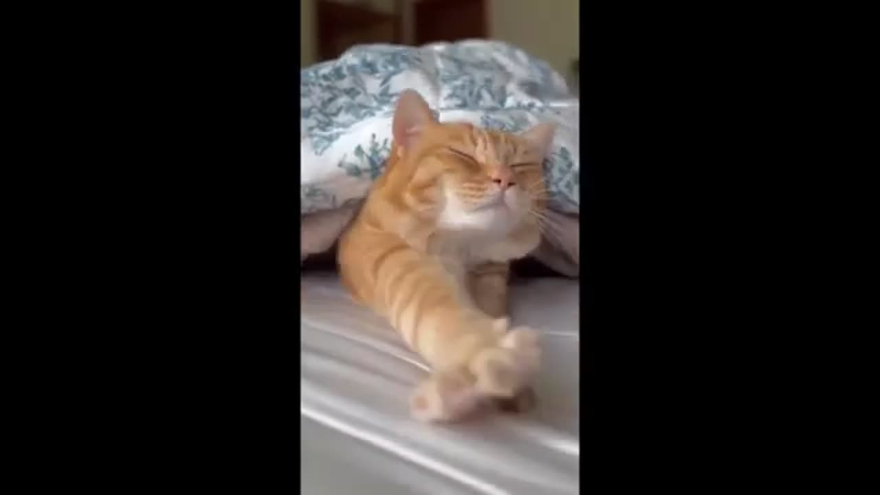 😂 Funniest Cats and Dogs Videos 😺🐶 || 🥰😹 Hilarious Animal Compilation