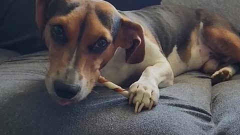 Have a great day, friend's #beagletales #beagleslife #funnydogvideos #shorts