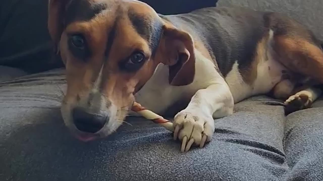 Have a great day, friend's #beagletales #beagleslife #funnydogvideos #shorts