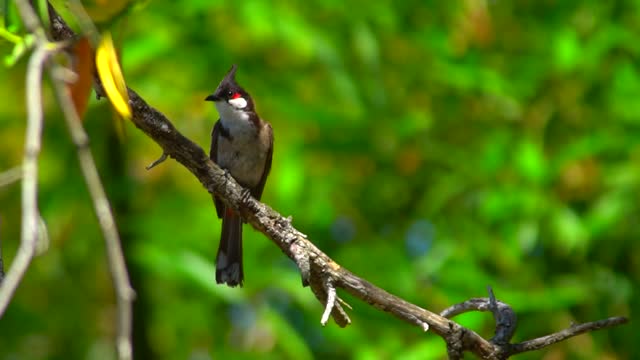 A wonderful view of the colored bulbul bird on the tree