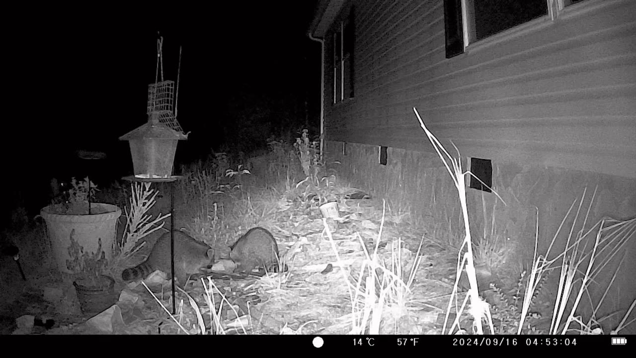 Raccoon Discovers Trail Cam