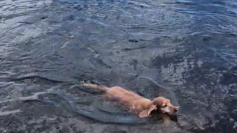 A happy dog enjoying the sunshine today.