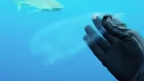 TRANSPARENT FISH