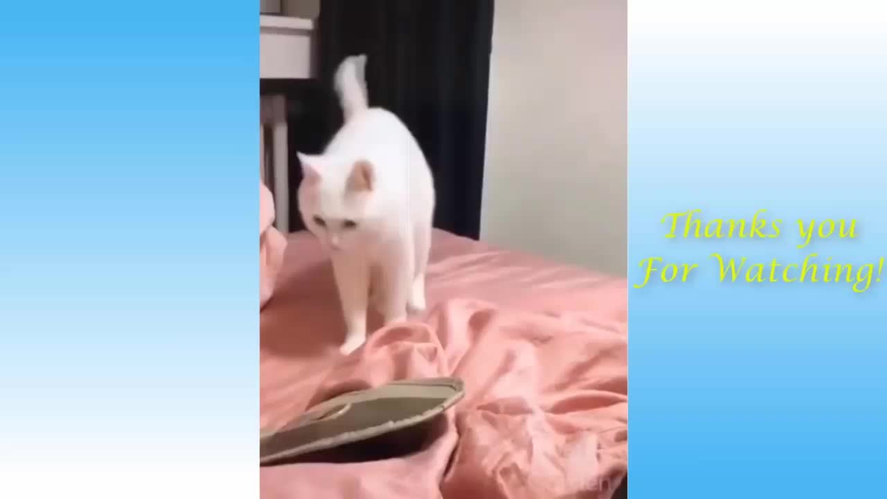 Funny Cute Cat and Owners Love❤😍️!! Cats Lifestyle With Friendship