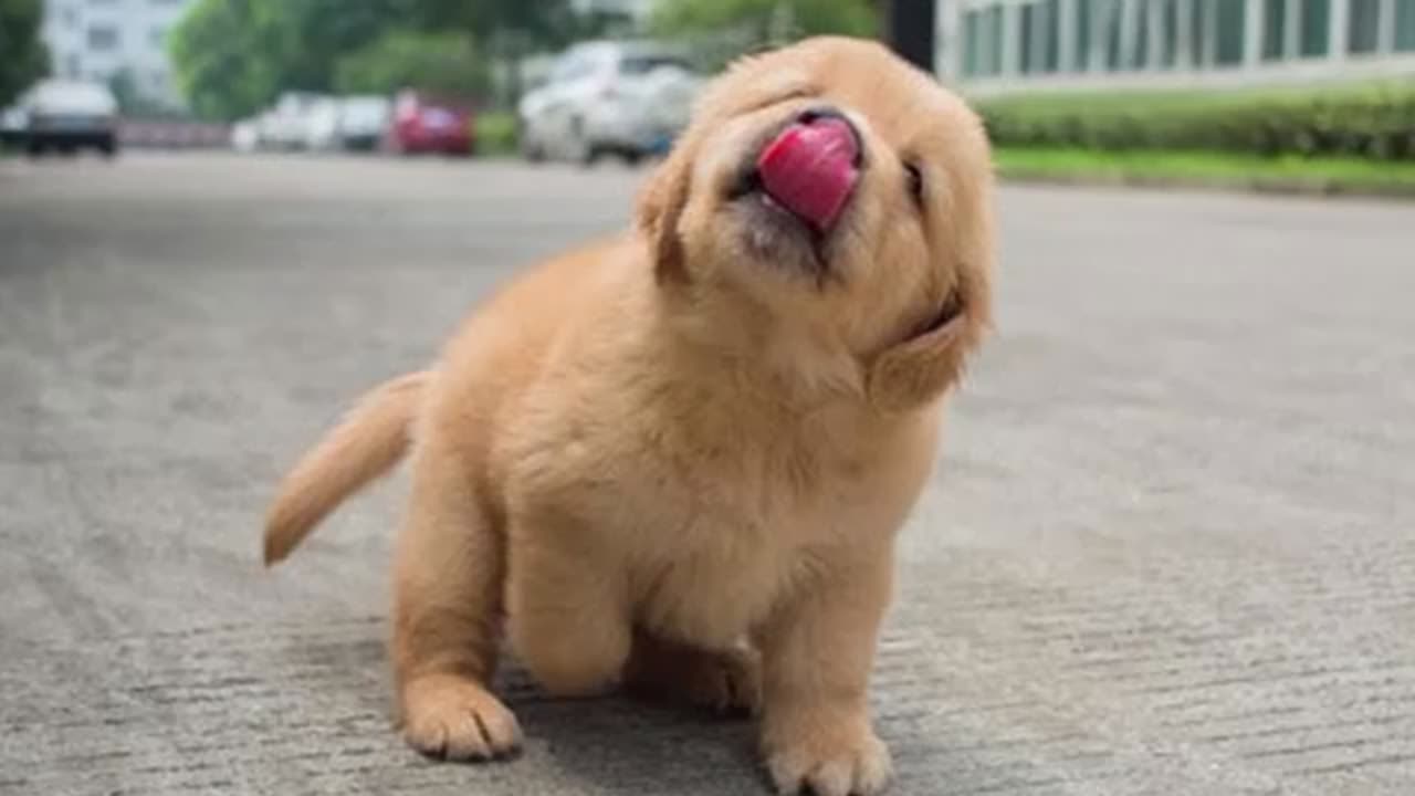 FUNNY PUPPIES that will make you LAUGH 😁