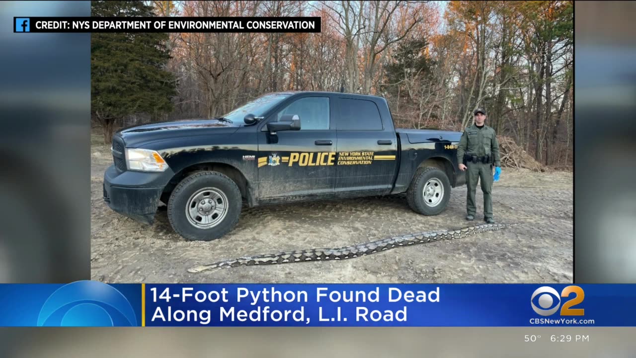 14-foot python found dead along Medford, Long Island, road