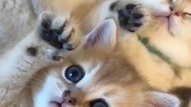 Cats following funny and cute objects
