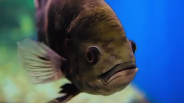 Uncovering the Magic of the Underwater World