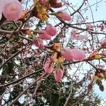 Blooming Cherry Blossom 😍😍
