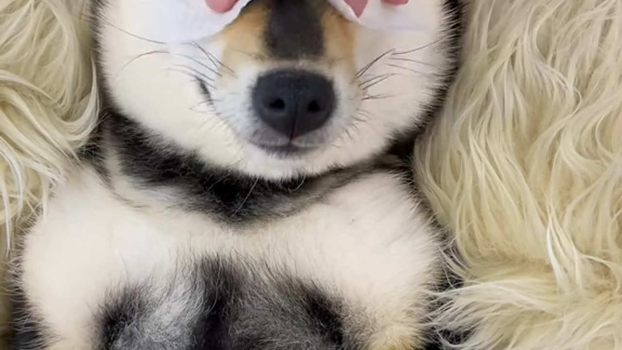 Funny video