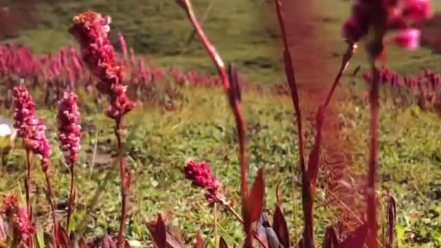 Aesthetic pink flowers.