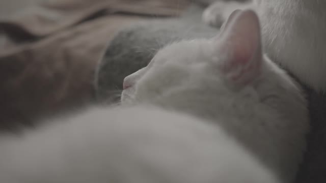 Cute white cat sleeping