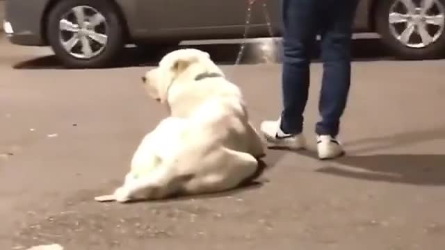 Guard.dag