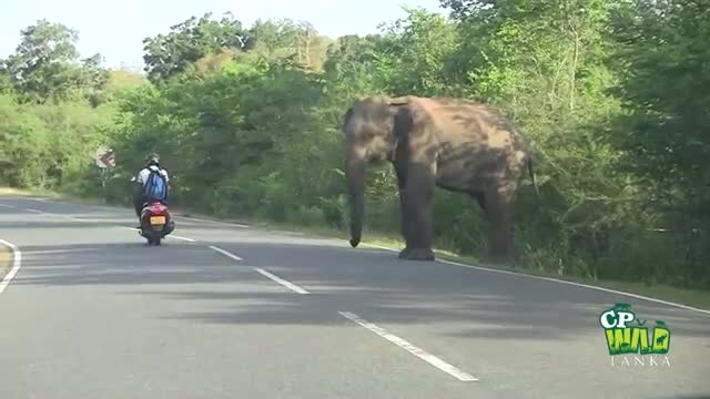 Elephant teasing people at road #entertainment