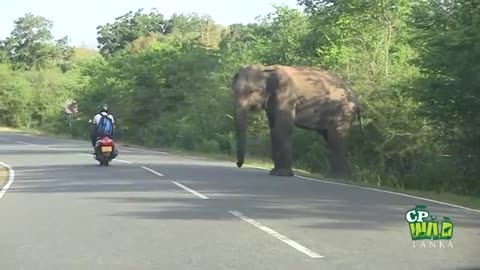 Elephant teasing people at road #entertainment