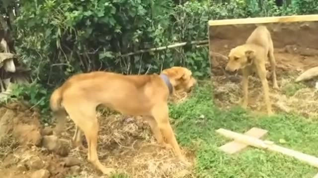 Dog with mirror Funny Reaction