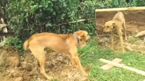 Dog with mirror Funny Reaction