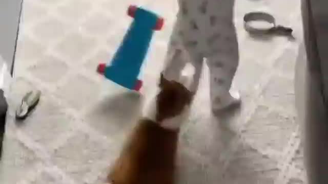 Cat clings to child's clothes to play