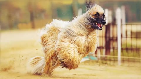 These Dogs Can Run Faster Than Usain Bolt