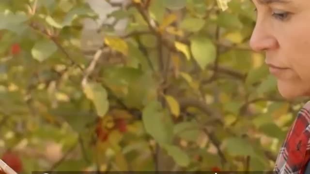 Drones Fly Around to Harvest Fruits.