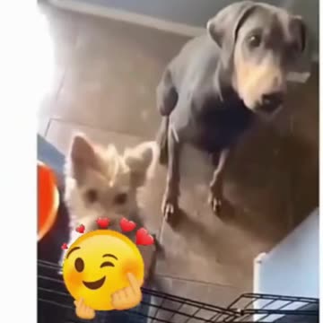 Pawsome Comedy: Dogs That Will Make You Smile