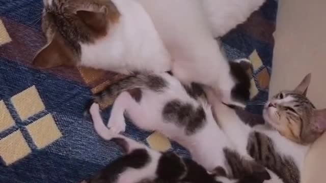 #cats #mother #loving #