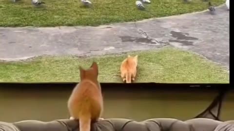 FUNNY CAT VIDEOS