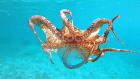 A common Reef Octopus.