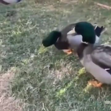 Dog hits duck and they take revenge