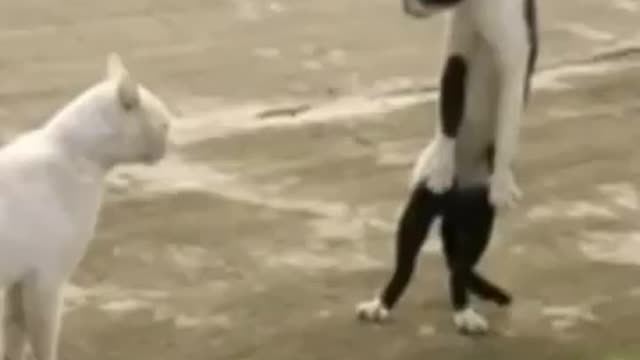 Gato assustador