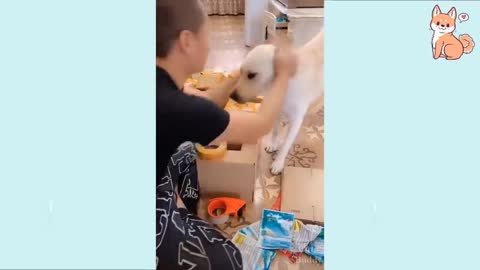 Dogs stealing food when they think no one is watching dog feeds sibling from counter