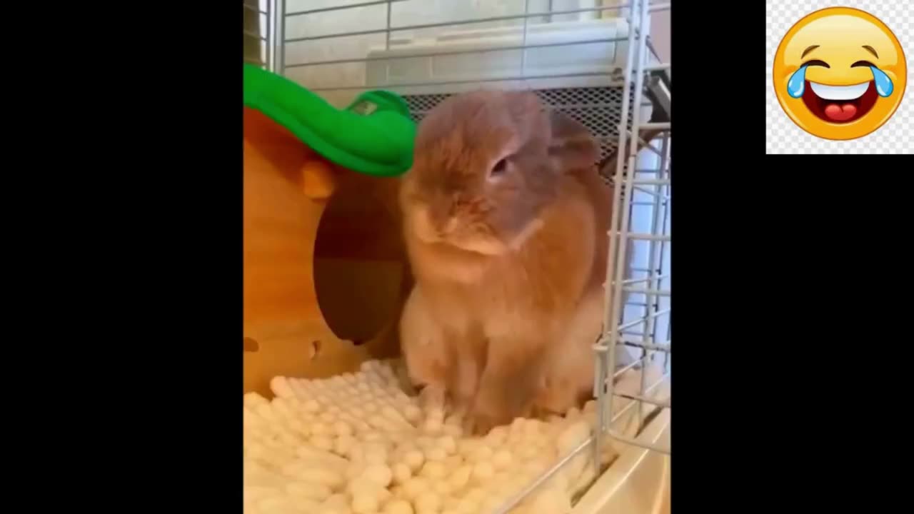 CUTE FUNNY PETS