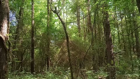 Wood Thrush song