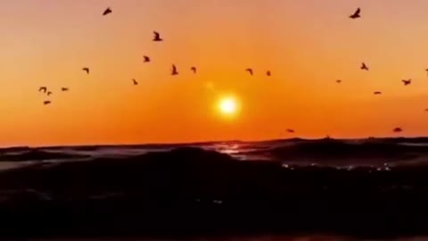 funny videos - Me Usa LYRICS