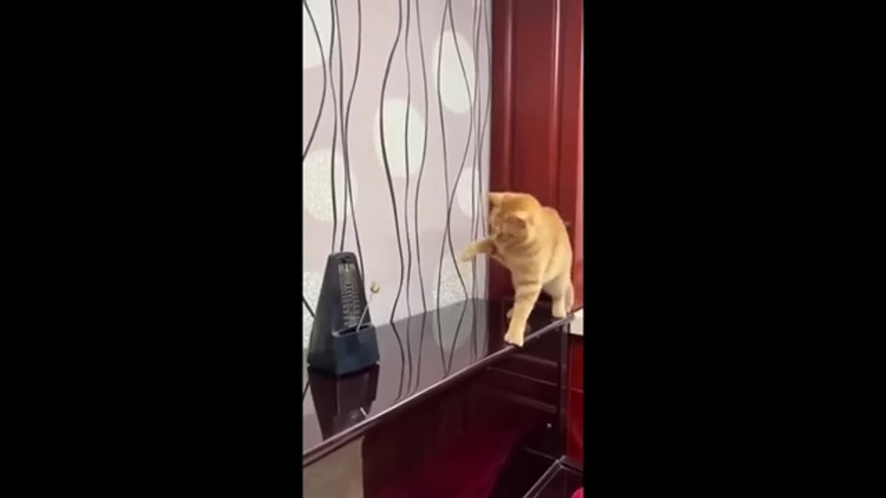 Funny Dogs, Cats and Animals Videos TRY Not to Laugh! # 110!